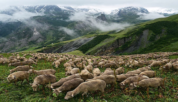 Flock of Sheeps